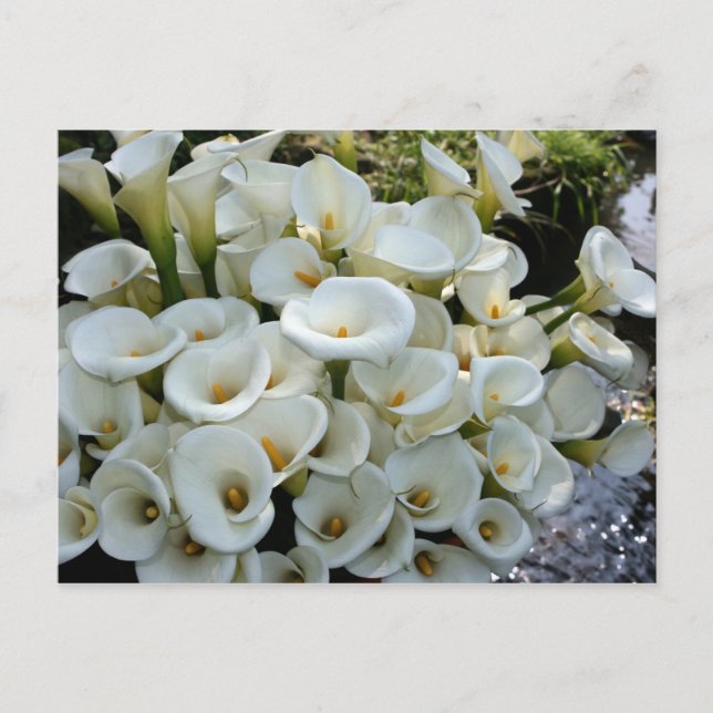 Lilies at Calla Lily Plantation, Taiwan Postcard (Front)