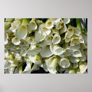 Lilies at Calla Lily Plantation, Taiwan Poster