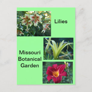 Lilies at Missouri Botanical Garden Postcard