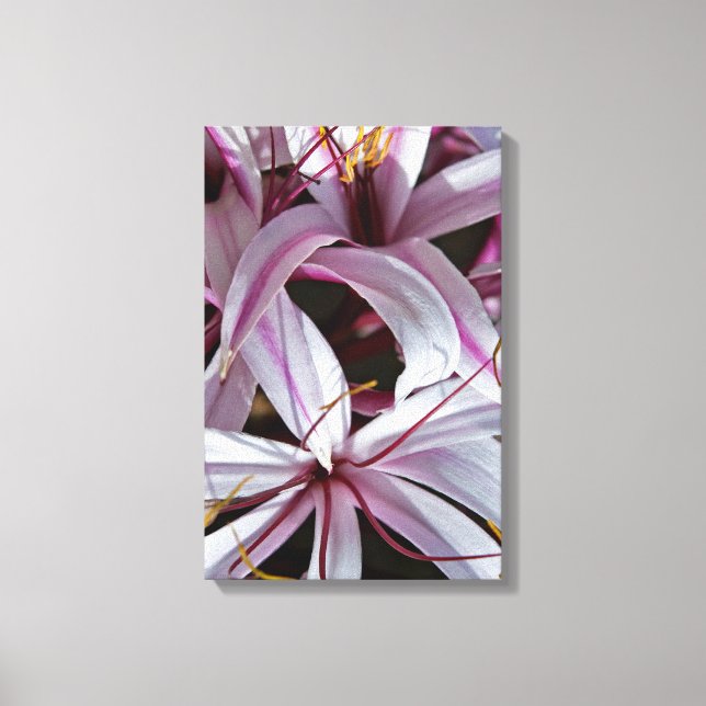 Lilies Canvas Print (Front)