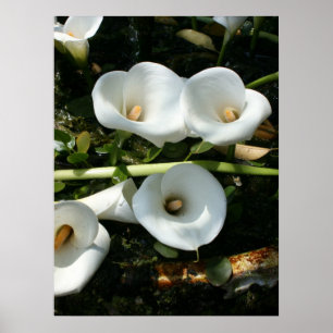 Lilies growing at Calla Lily Plantation, Taiwan Poster