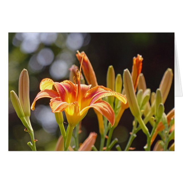 Lilies in the Sunshine (Front Horizontal)