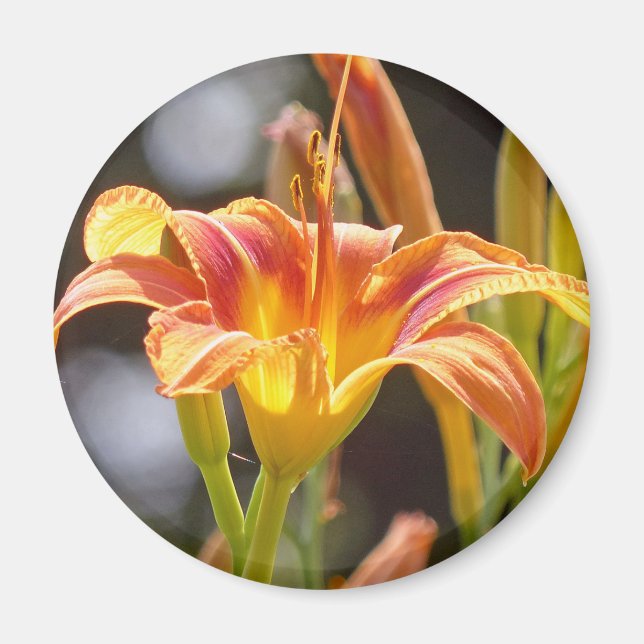 Lilies in the Sunshine Magnet (Front)
