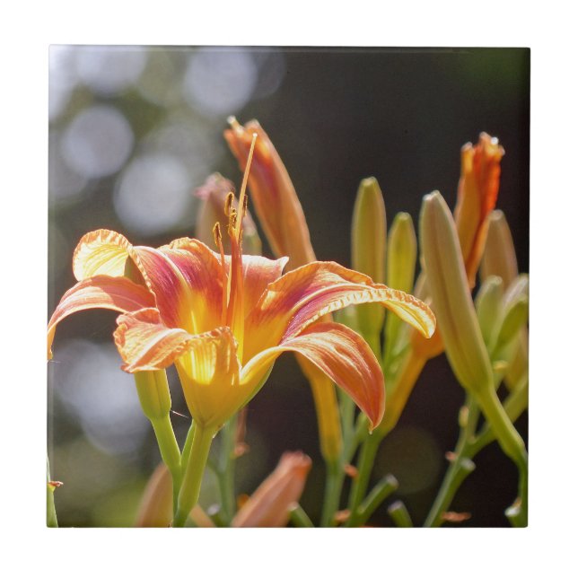 Lilies in the Sunshine Tile (Front)