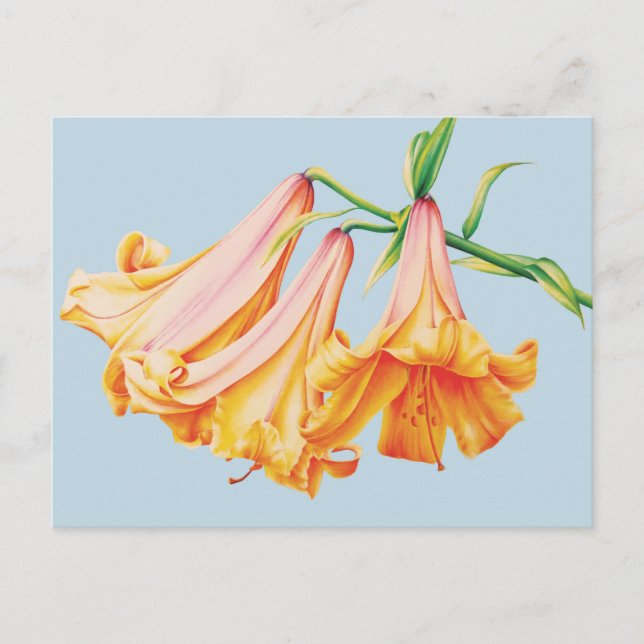 Lilies orange on blue pencil watercolor art postcard (Front)