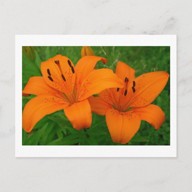 Lilies Postcard (Front)