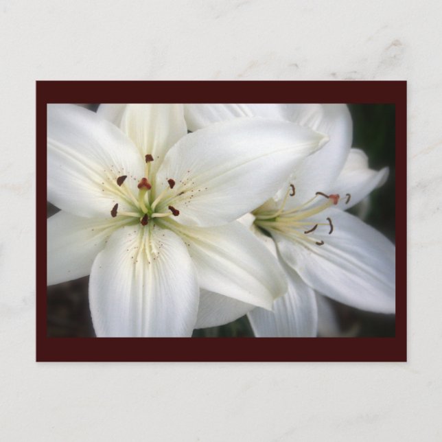 Lilies Postcard (Front)