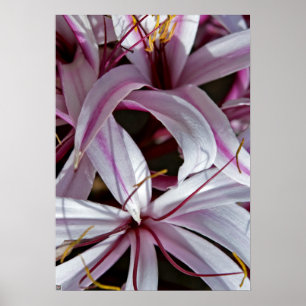 Lilies Poster