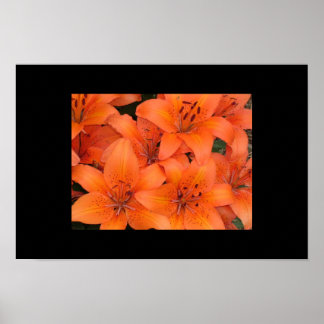 Lilies Poster