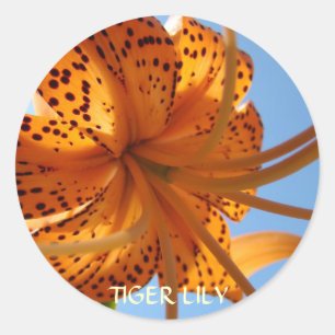 LILIES STICKERS Orange Tiger Lily Fleurs Cadeaux