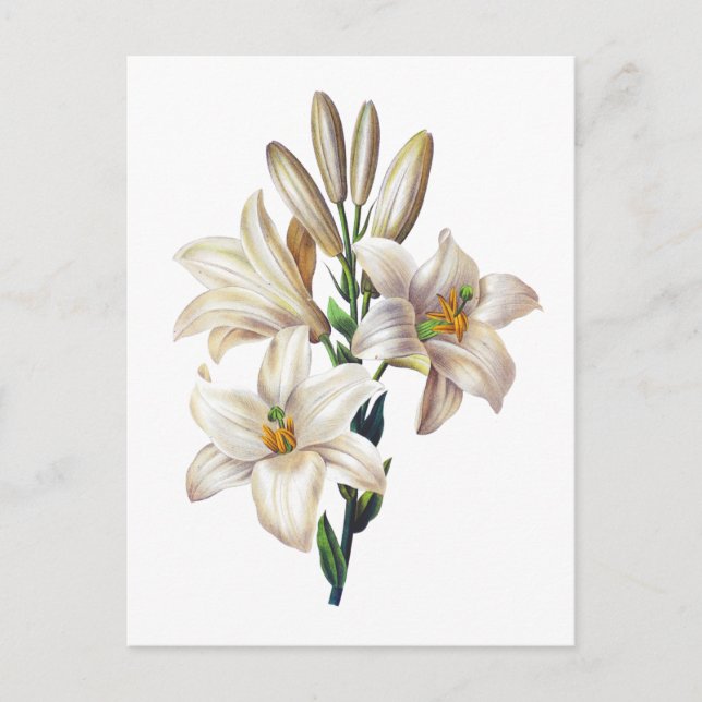 Lilium Candidum or Madonna Lily By Redoute Postcard (Front)