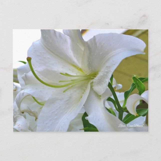 Lilium ‘Casa Blanca’  [Postcard] ポストカード Postcard (Front)