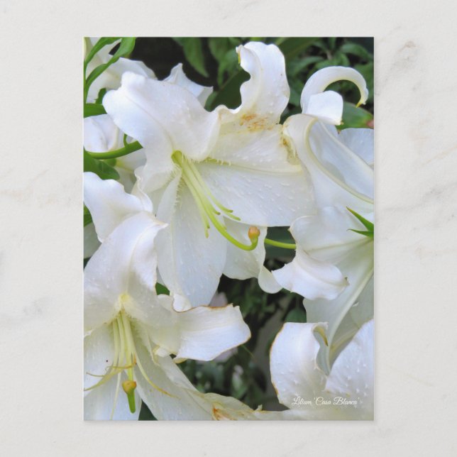 Lilium ‘Casa Blanca’  [Postcard] ポストカード Postcard (Front)