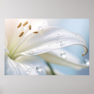 Lilium Flower Petal Nature Serene Calm Poster