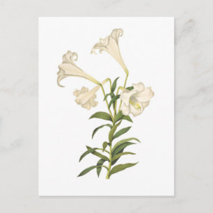 Lilium longiflorum postcard