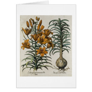 Lilium purpureum mauis Do danei and Scapus cum bul