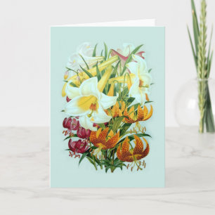 Lilium speciies card