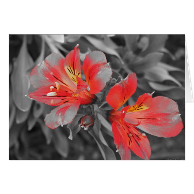 Lillies Black & White (Front Horizontal)