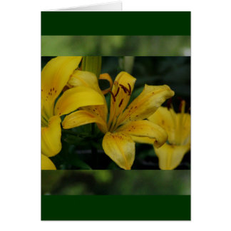 Lillies en vert