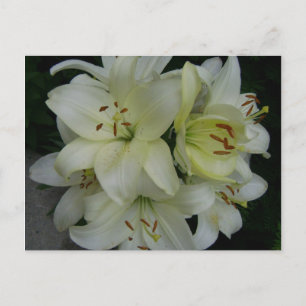 Lillies Postcard