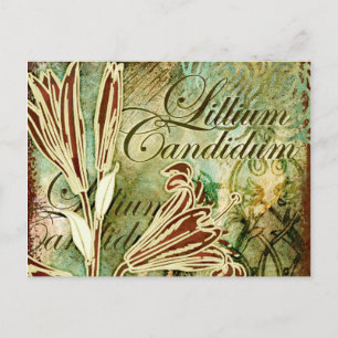 Lillium Candidum Postcard