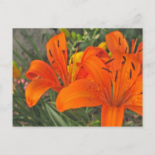Lilly Bouquet Postcard