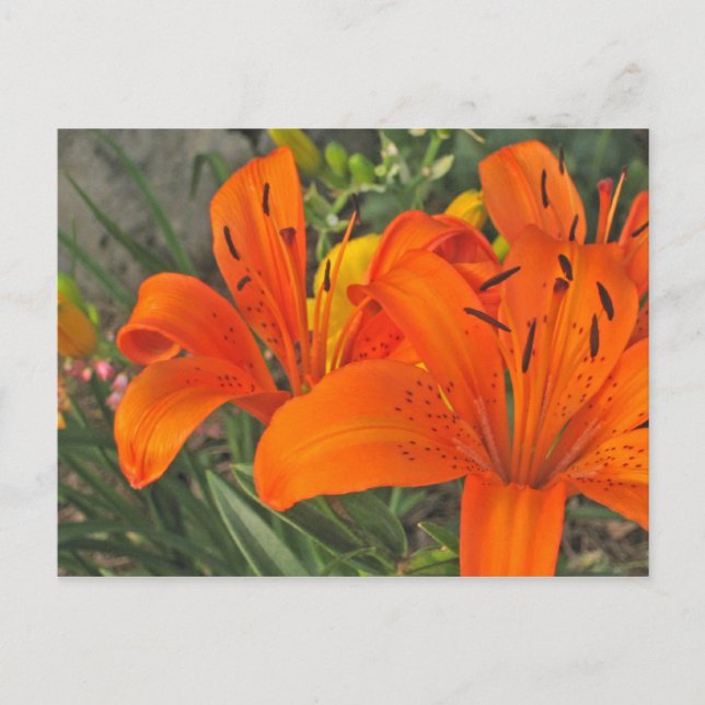 Lilly Bouquet Postcard (Front)