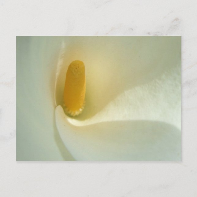 Lilly Centre Postcard (Front)