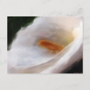 Lilly de la carte postale du Nil
