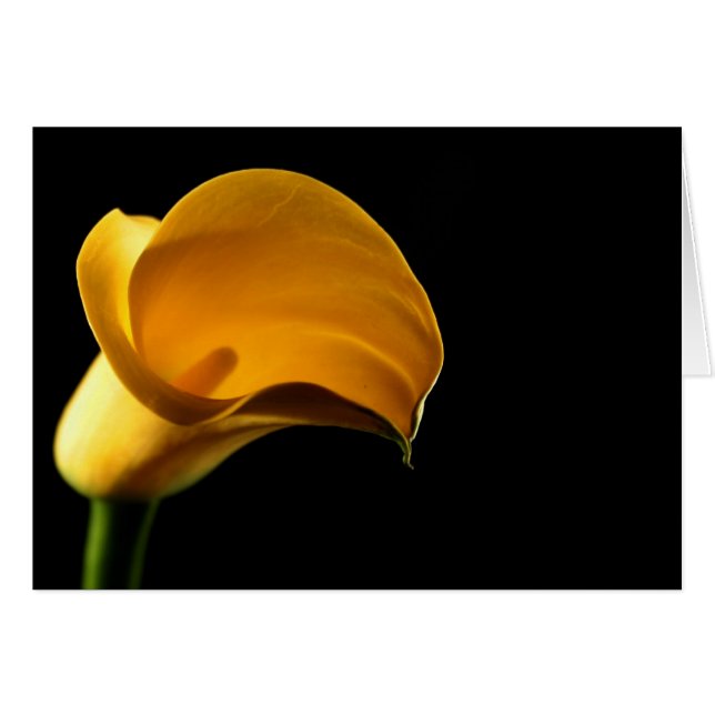 Lilly jaune (Devant horizontal)