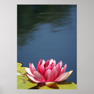Lilly Pond Flowers Poster