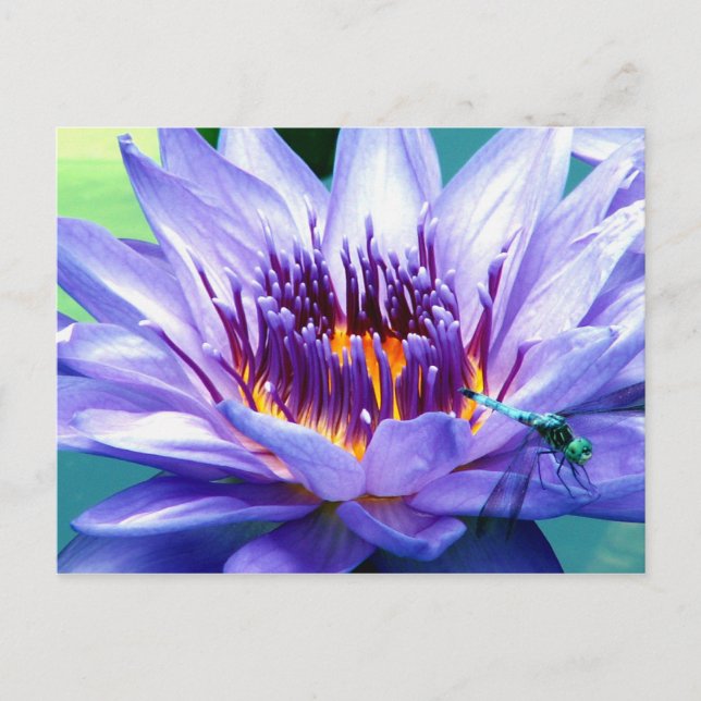 Lilly Postcard (Front)