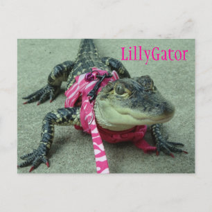 LillyGator Alligator Secourir carte postale