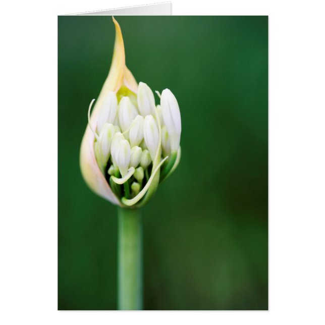 Lily africaine, Praecox d'Agapanthus, Cap (Devant)