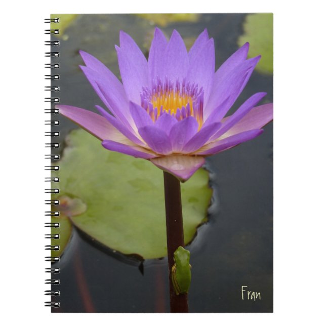 Lily and the frog notebook (Front)