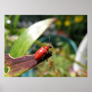 Lily beetle macro Print