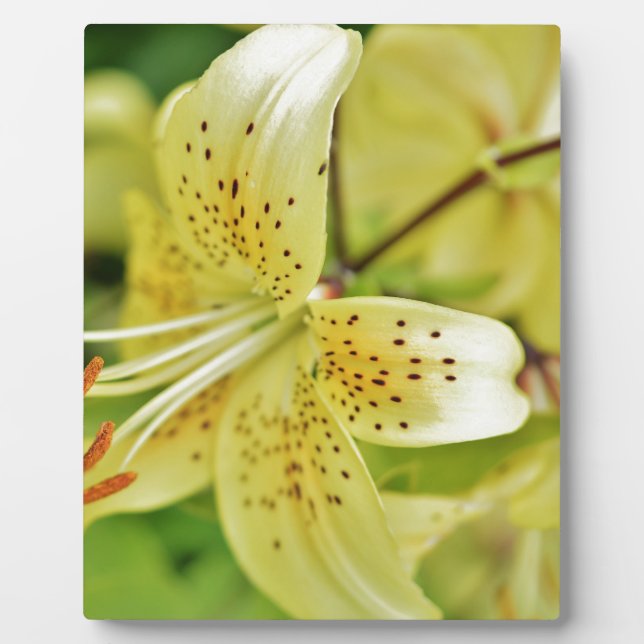 Lily Blooms  Wedding Parties Plaque (Front)