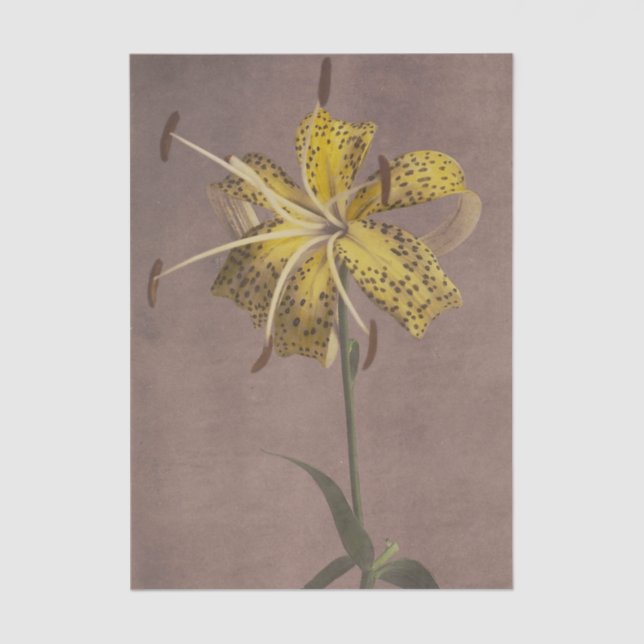 Lily by Ogawa Kazumasa  Tissue Paper (Front)