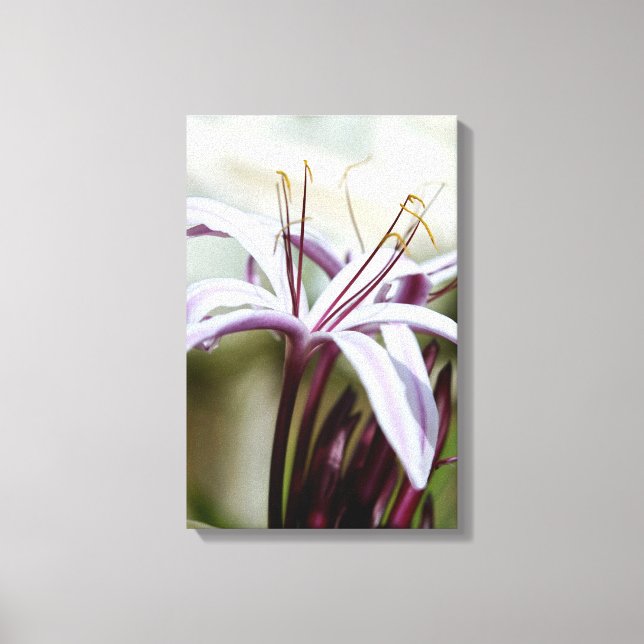 Lily Canvas Print (Front)