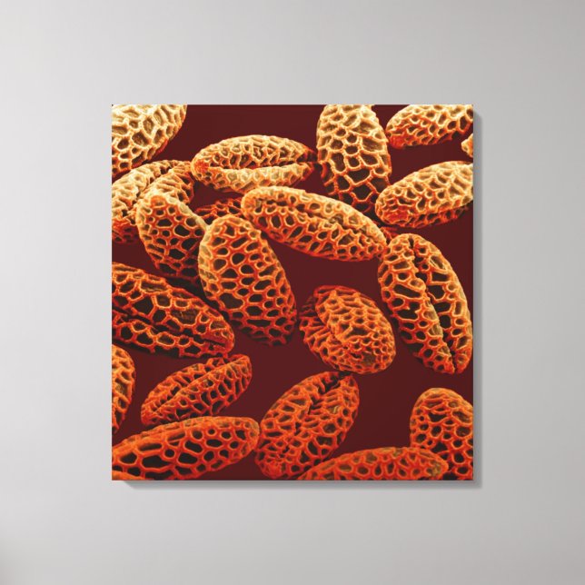 Lily Canvas Print (Front)