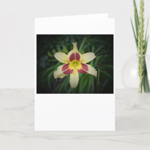 Lily, card
