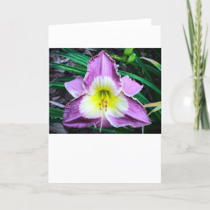 Lily, card