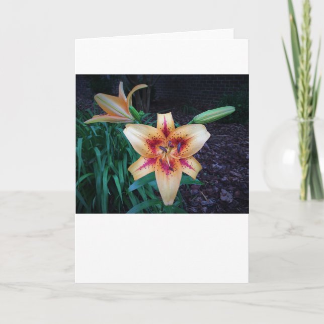 Lily, card (Front)