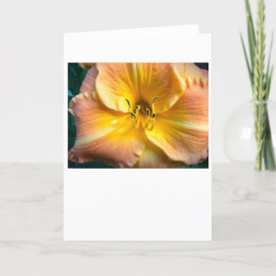 Lily, card