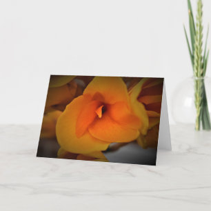 Lily, card