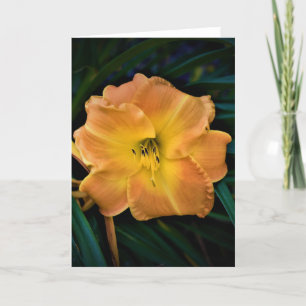 Lily, card