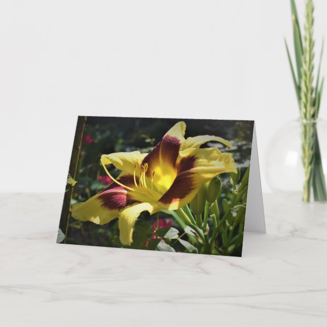 Lily, card (Front)