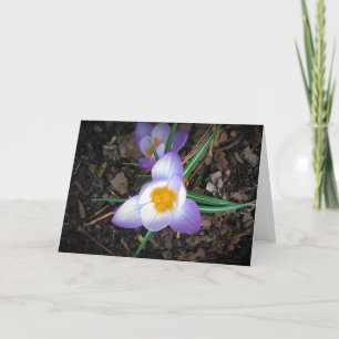 Lily, card