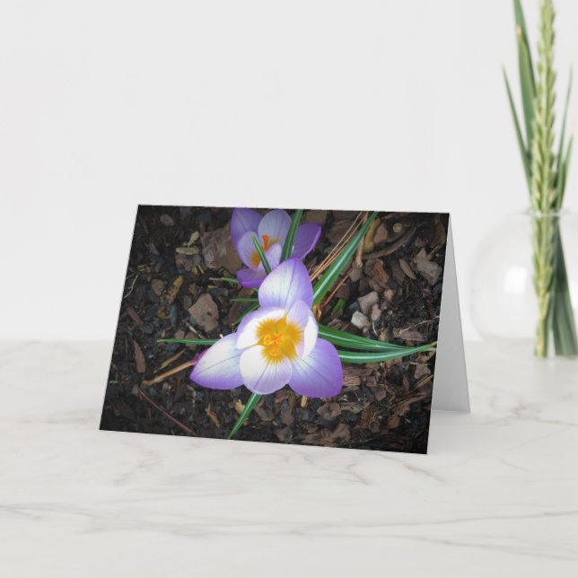 Lily, card (Front)