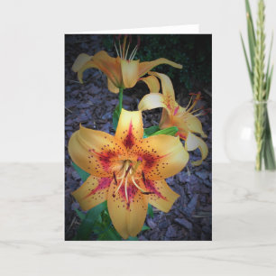 Lily, card